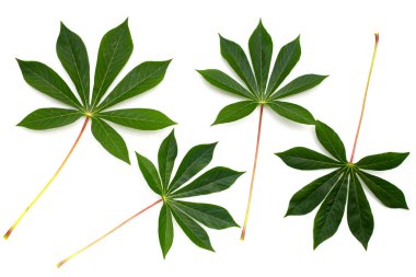 Beyaz arkaplanda Cassava yaprakları.