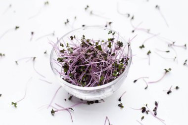 Beyaz arka planda organik kırmızı lahana filizleri.