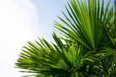 Mavi gökyüzü olan palmiye ağacı