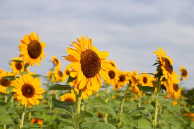 Ayçiçeği alan, güzel yaz manzara.