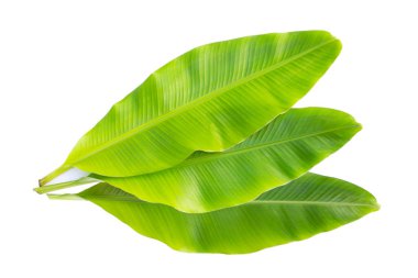 Beyaz arka plan üzerinde taze muz yaprakları.