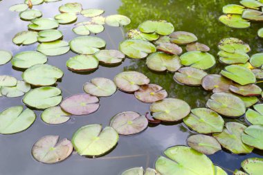 Beautiful leavs of lotus flower