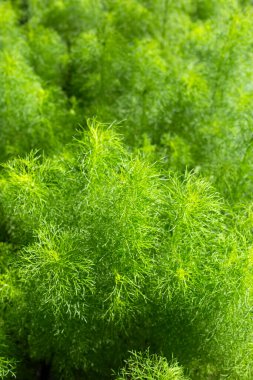 Bahçedeki köpek rezenesi (Eupatorium kapilyumu)