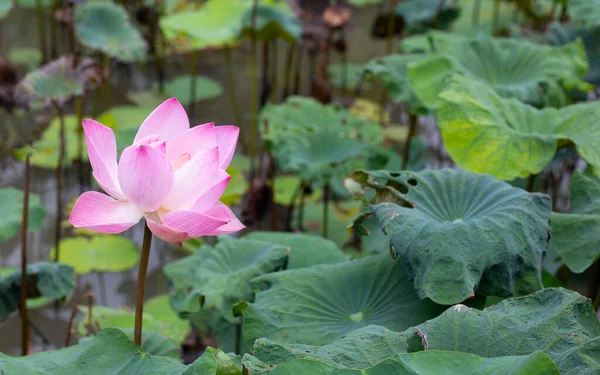 stock image Pink lotus flower blooming in pond with green leaves