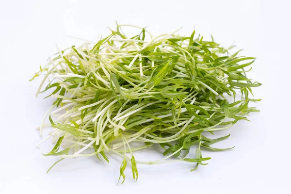 stock image Water spinach sprouts. Organic vegetables