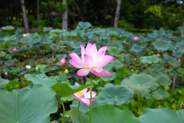 Beautiful Blooming Pink Lotus Flower Green Leaves —  Fotos de Stock