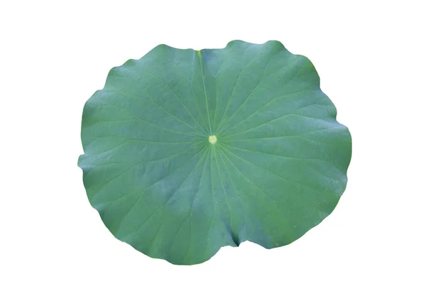 stock image Green leaf of lotus flower