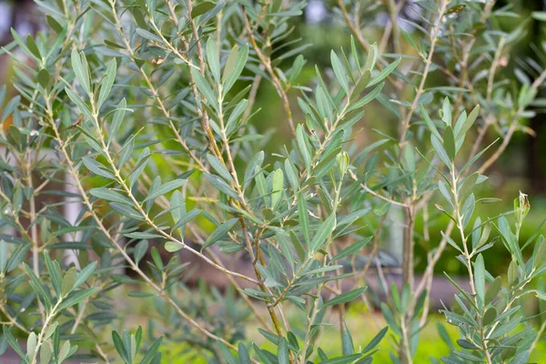 Оливковое Дерево Саду — стоковое фото