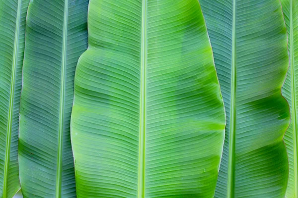 新鮮なバナナの葉を背景に — ストック写真