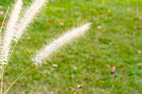 Fountain Grass Pennisetum Alopecuroides —  Fotos de Stock