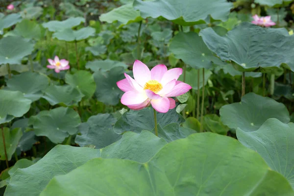 Beautiful Blooming Pink Lotus Flower Green Leaves — Stockfoto