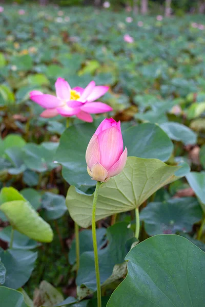 Beautiful Blooming Pink Lotus Flower Green Leaves — Photo