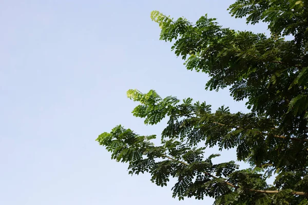 Esőfa Levelek Kék Égbolttal Samanca Saman Jacq Merr — Stock Fotó