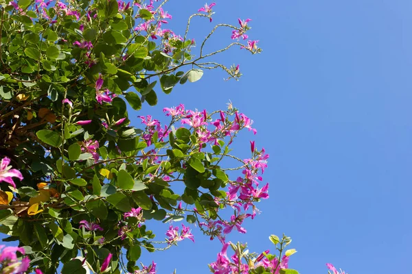 Stock image Bauhinia purpurea tree with pink flower