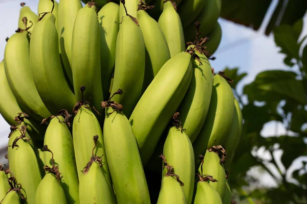 Bananowe Owoce Gromada Bananów — Zdjęcie stockowe