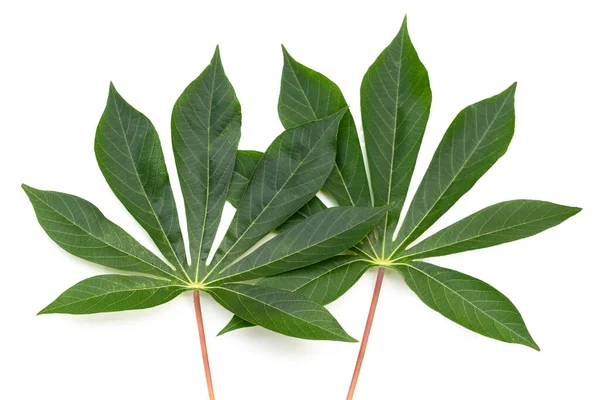 stock image Cassava leaves on white background.