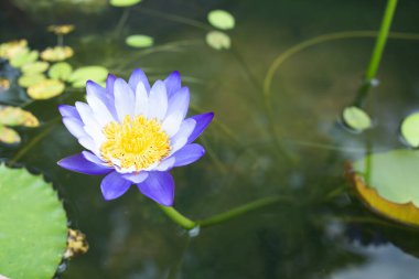 Beautiful blooming Nymphaea lotus flower with leaves, Water lily pot
