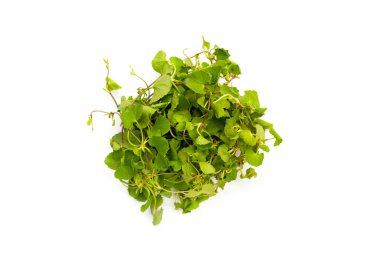 Gotu kola bitkisi veya Asya pennywort, Hint pennywort