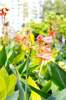 Bahçede yeşil yaprakları olan güzel bir çiçek.