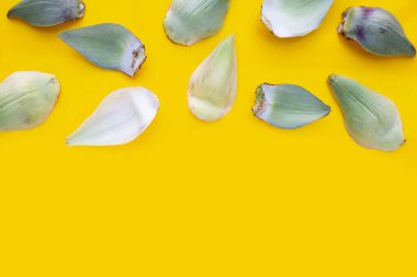 Sarı arka planda taze enginar yaprakları