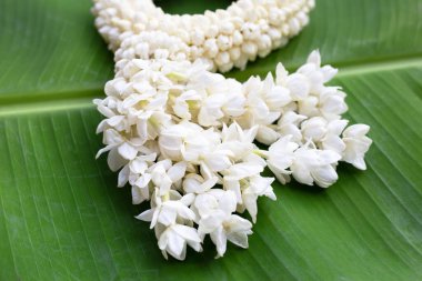 Tayland beyaz yasemin çiçeği çelengi