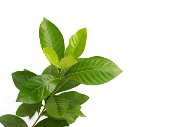 Cape yasemin ya da bahçe gardenyası, gerdenya çiçeği.