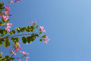 Bauhinia purpurea tree with pink flower