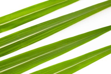 Beyaz arkaplanda şeker kamışı yaprakları.