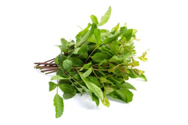 Brezilya biber ağacı yaprakları beyaz arkaplanda.