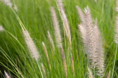 Çeşme otu veya pennisetum alopecuroides