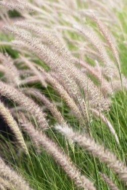 Fountain grass or pennisetum alopecuroides
