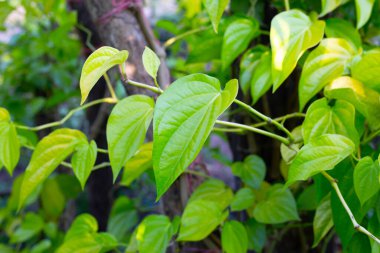 Bahçede yeşil betel yaprakları