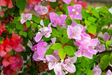 Beautiful bougainvillea flowers with green leaves