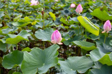 Beautiful blooming pink lotus flower with green leaves