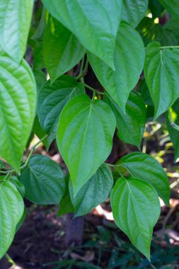 Bahçede yeşil betel yaprakları
