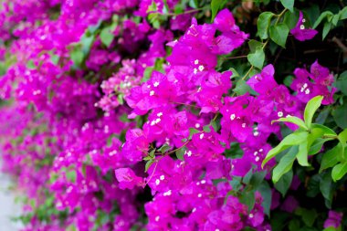 Beautiful bougainvillea flowers with green leaves