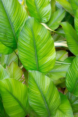 Green leaves of Calathea (Aublet) G. Meyer