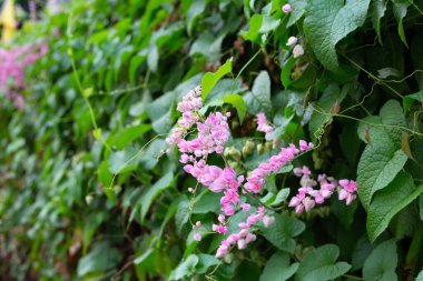 Meksikalı sürüngen, aşk zinciri, mercan sarmaşığı. Pembe çiçek