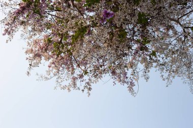 Tayland bungor ağacı (Lagerstroemia loudonii Teijsm ve Binn)