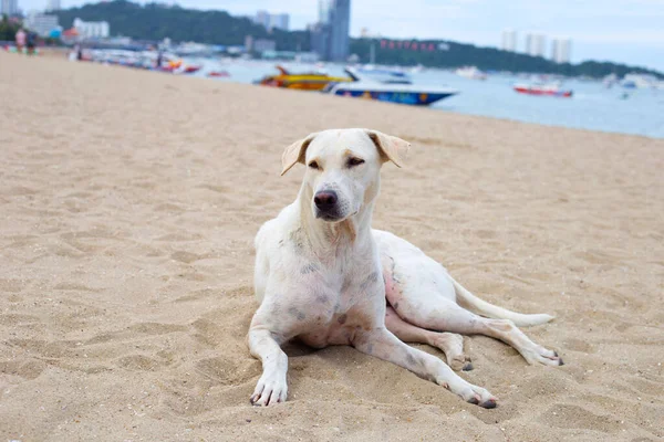Dog Relaxing Beach Pattaya Thailand — Stockfoto