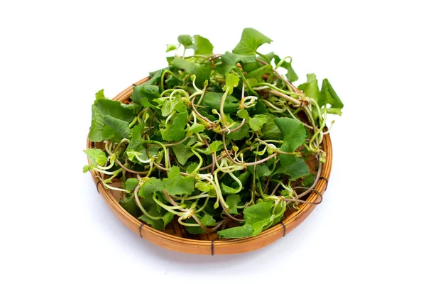Gotu Kola Planta Pennywort Asiático Pennywort Indiano — Fotografia de Stock