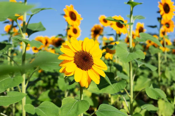 Sunflower Field Blue Sky Beautiful Summer Landscape — Stock Photo, Image