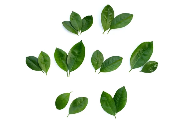 stock image Citrus leaves on a white background. Top view