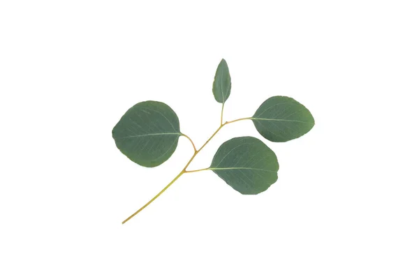Green Leaves Eucalyptus White — Stock Photo, Image