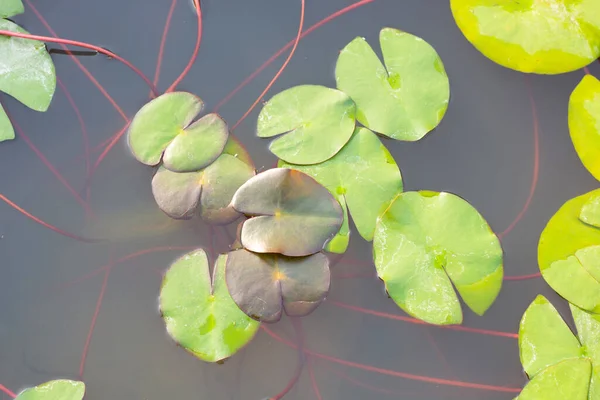 美しい睡蓮の緑の葉 — ストック写真