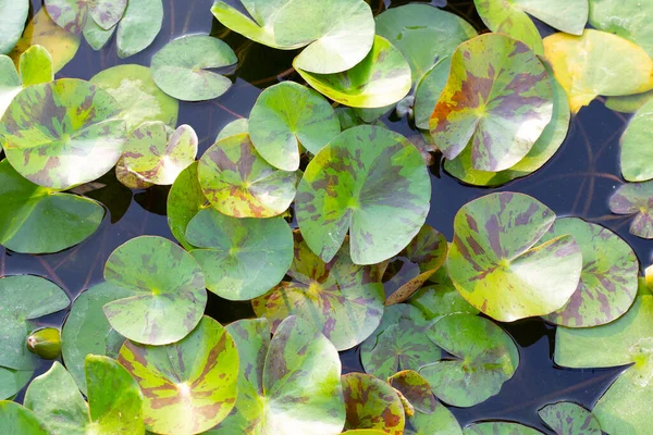 Gyönyörű Víz Liliom Zöld Levelek — Stock Fotó