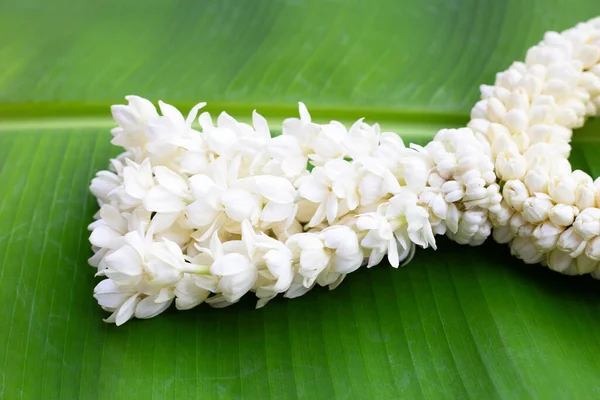 Thai white jasmine flower garland on banana leaf