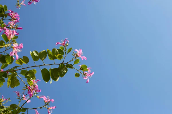 Bauhinia Purpurea Tree Pink Flower — Foto de Stock