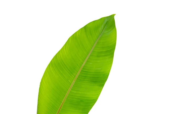 Heliconia Leaves White Background — Stok fotoğraf