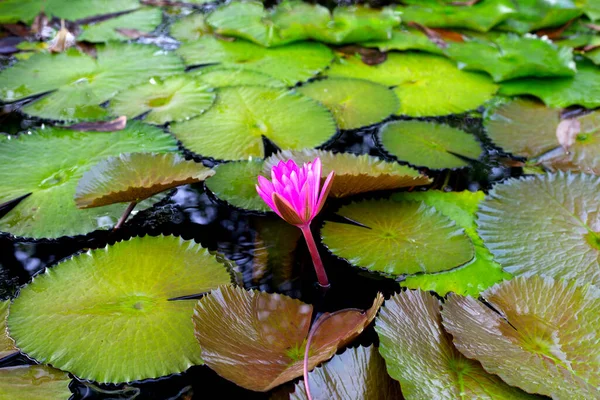Lírio Água Bonito Flor Lótus Com Folhas Verdes — Fotografia de Stock